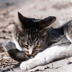 Portrait of a gray young cat lying on the asphalt, covered with old dry fallen leaves, and licking a paw illuminated by the sun. Close-up of the cat's head and front paws, square photo.