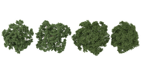 Obraz premium 3d illustration of Cotinus trees on transparent background from the top view