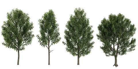 Obraz premium 3d illustration of Elaeocarpus trees on transparent background