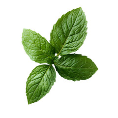 Single Green Mint Leaf with Detailed Veins and Natural Texture on Light Isolated Background