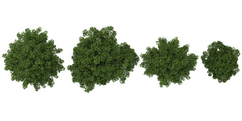 3d illustration of Lonicera trees on transparent background from the top view