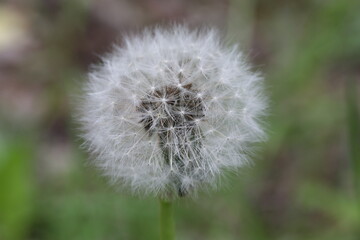 Pusteblume, Löwenzahn