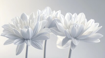 Obraz premium Three luminous white flowers, digitally rendered, detailed petals, soft light, minimalist aesthetic