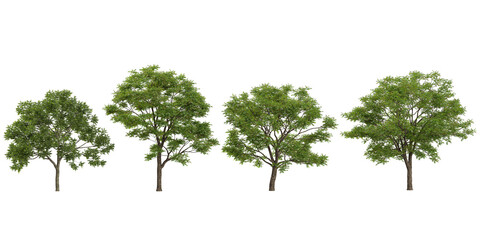 Obraz premium Collection of Azadirachta indica trees on transparent background