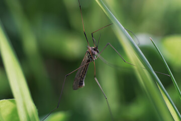 Mosquito insect on a leaf in rainforest macro photography
