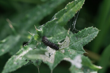 Caterpillar worm in the green rainforest macro photography