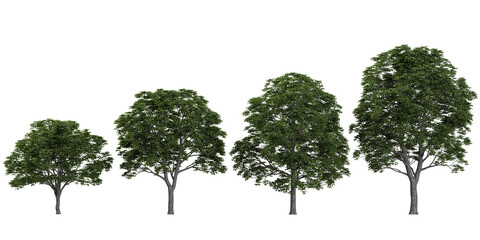 Collection of Hickory trees on transparent background