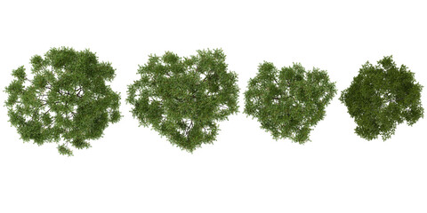 Obraz premium Collection of Neem trees on transparent background from the top view