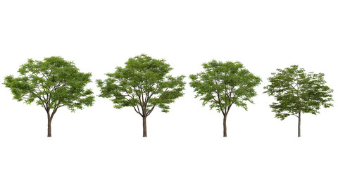 Collection of Neem trees on transparent background
