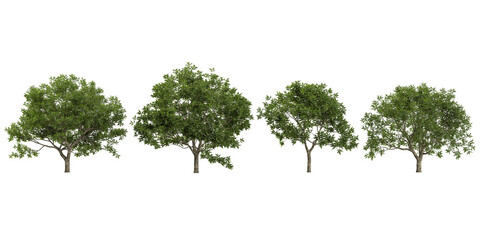 Collection of Quercus polymorpha trees on transparent background
