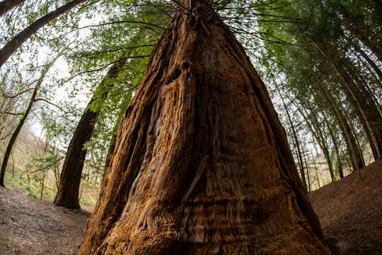 Tronco gigante de una secuoya en un bosque h&uacute;medo.