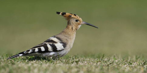 Hoopoe feeding at Swansea Bay, Wales, UK