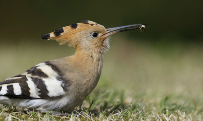 Hoopoe feeding at Swansea Bay, Wales, UK © Nick Edge