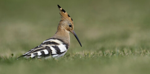 Hoopoe feeding at Swansea Bay, Wales, UK