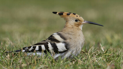 Hoopoe feeding at Swansea Bay, Wales, UK