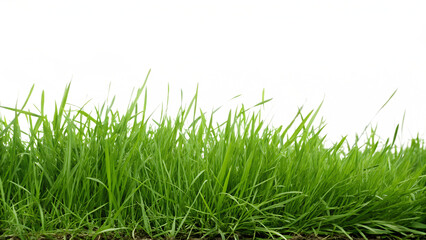 Fototapeta premium Green bermuda grass isolated on white background PNG. AI Generated 
