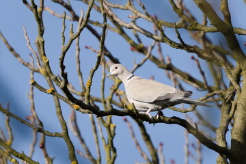 Obraz premium Streptopelia decaocto aka Eurasian Collared Dove perched on the tree. Common bird in Czech republic.