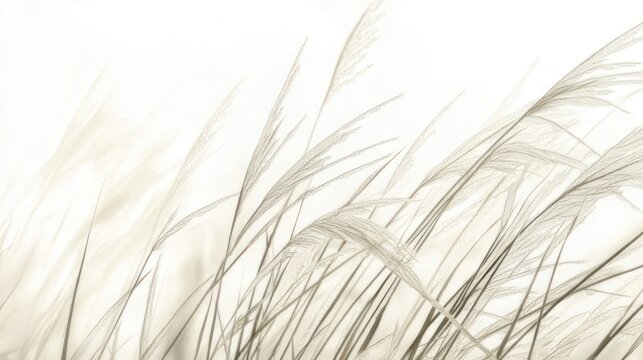 Gentle, flowing grass in soft light