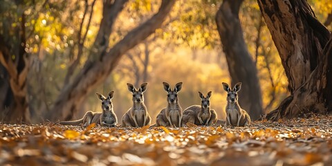 Group of kangaroo resting shade of towering eucalyptus tree their fur dappled intricate pattern of warm midday light filtering through canopy peaceful moment capture essence of Australias wild heart
