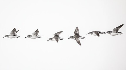 Obraz premium Birds in flight