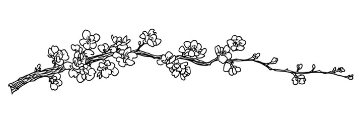 cherry blossom branch hand drawn doodle black vector sketch