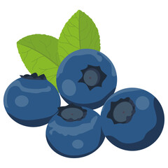 blueberry fruit ,  Flat illustration of fresh blueberry.