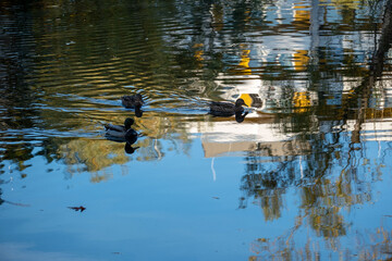 Anas platyrhynchos duck, gliding across pond, perfect depiction wildlife in motion, beauty waterfowl in natural habitat, nature protection