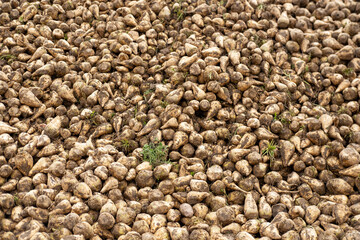 Sugar beets piled high, vital crop for sugar production, with lush green foliage stretching across landscape, growing in the field, ready for harvest, sugar production, agricultural rich farmland