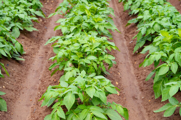 green potato tops, tuberous herbaceous plant, Solánum tuberósum, agricultural scene, field ripening, agricultural land, farm life