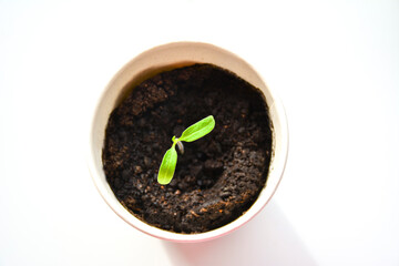 young tomatoe seedling. A small plant sprouting in a small paper cup filled with dark soil. Tomatoe seedling with two small, bright green leaves