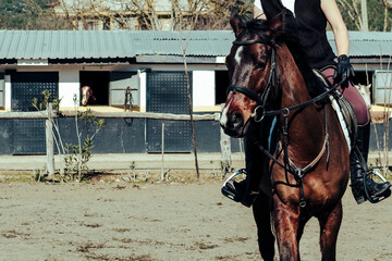 equestrian sport club, horse rider on brown horse, sand soil ground, warm sunny day