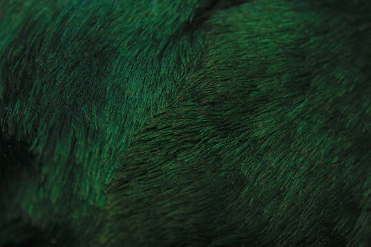 Close up of a green mallard feathers