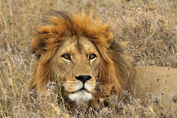 Powerful male lion with flowing mane relaxing amid golden savanna grasses of Serengeti National Park, Tanzania