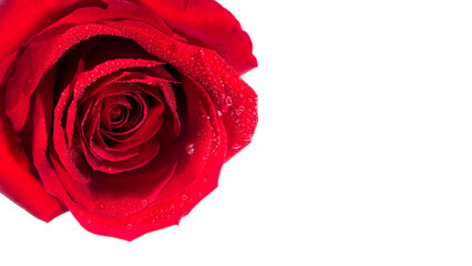 Red Rose close up isolated on white