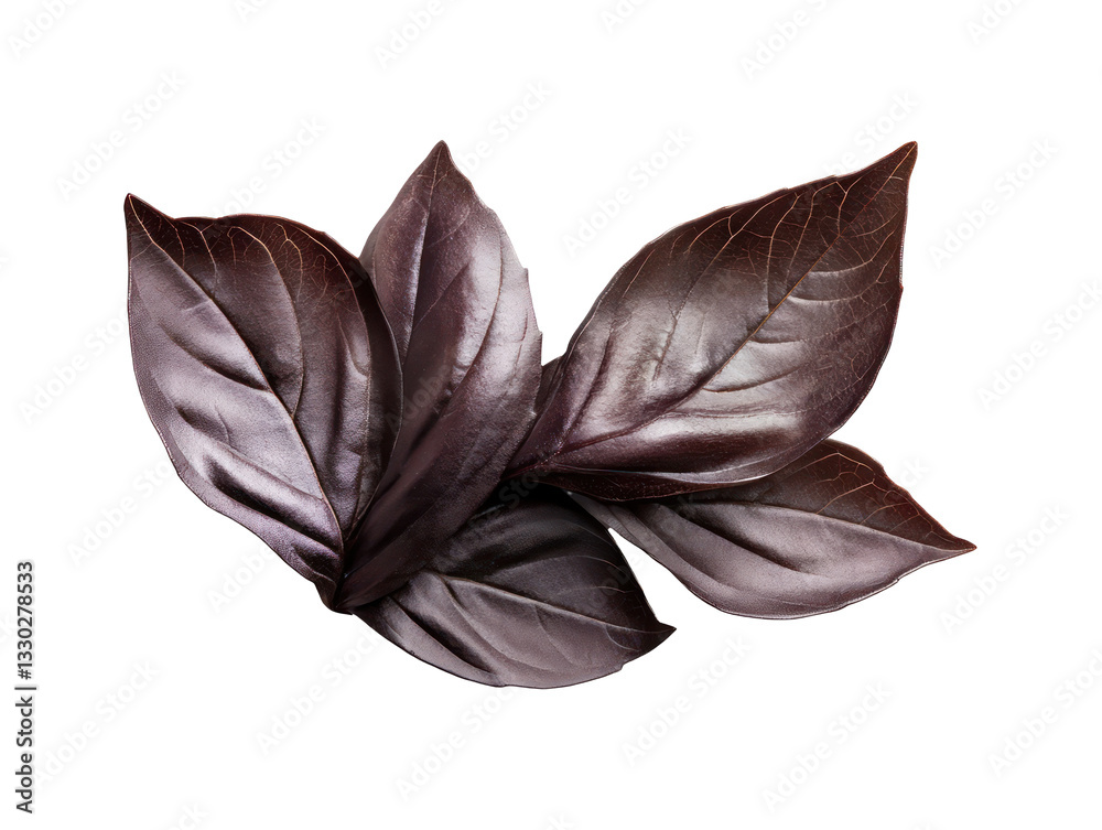 Canvas Prints this image shows several deep purple basil leaves against a transparent background.