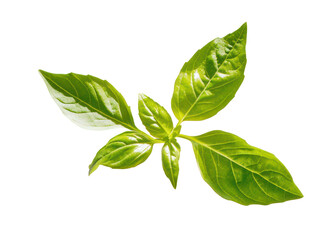 Obraz premium This image shows a sprig of fresh green basil leaves isolated with a transparent background.