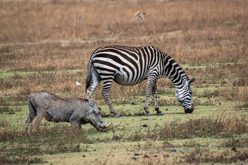 Plains zebra and warthog peacefully coexisting, grazing side by side in golden Serengeti grasslands, showcasing wildlife harmony
