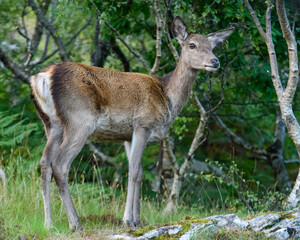 Portrait of a Red Deer Hind photographed in a Scottish woodland scene