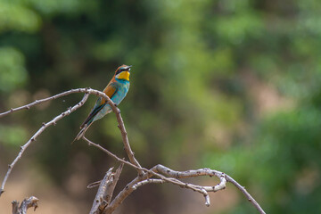 Colorful European bee-eater resting on dry branch, showcasing brilliant plumage against blurred savannah landscape in northern Tanzania