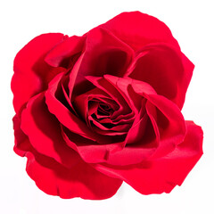Red Rose isolated on white, close up, super high resolution and detail