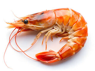 Hyperrealistic Shrimp with Vibrant Orange Color and Detailed Texture on white Background