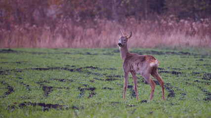 Roe deer standing in a field with green grass in late autumn.