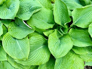 Hosta blueberry waffles plant with green leaves