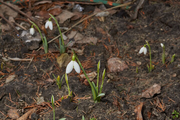 Snowdrops bloom on the lawn in the garden. The snowdrop is a symbol of spring. Snowdrop, or Galanthus (lat. Galanthus), is a genus of perennial herbs of the Amaryllis family (Amaryllidaceae).