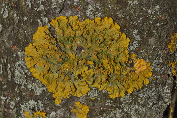 Wall Xanthoria (lat. Xanthoria parietina) is a lichen of the Telochistaceae family, a species of...