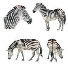 Set of vector zebras. Vector illustration isolated on the white background