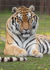 Obraz premium tiger in the zoo resting liying down