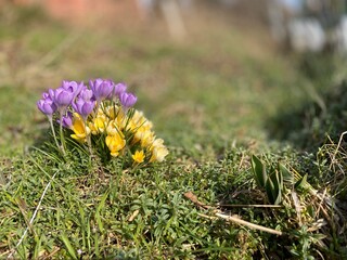 Crocus in natural garden