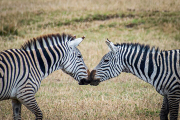 Zebras nuzzling affectionately, sharing intimate connection within golden grasslands of Serengeti National Park, Tanzania, highlighting animal companionship