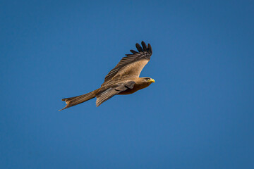Yellow-billed Kite soaring gracefully, wings spread wide over expansive Serengeti landscape with azure sky backdrop